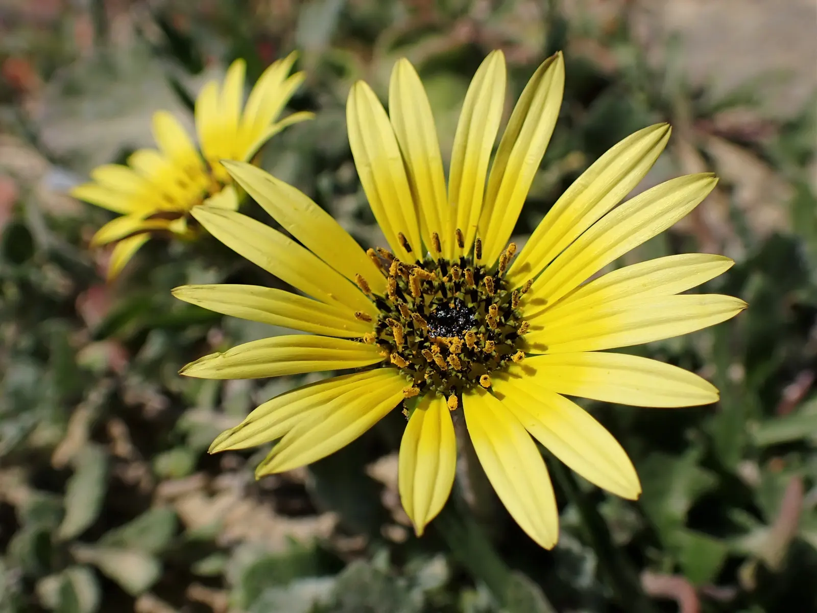 Cape Weed (Arctotheca Calendula) — preferring full sun to partial shade and well-draining soils