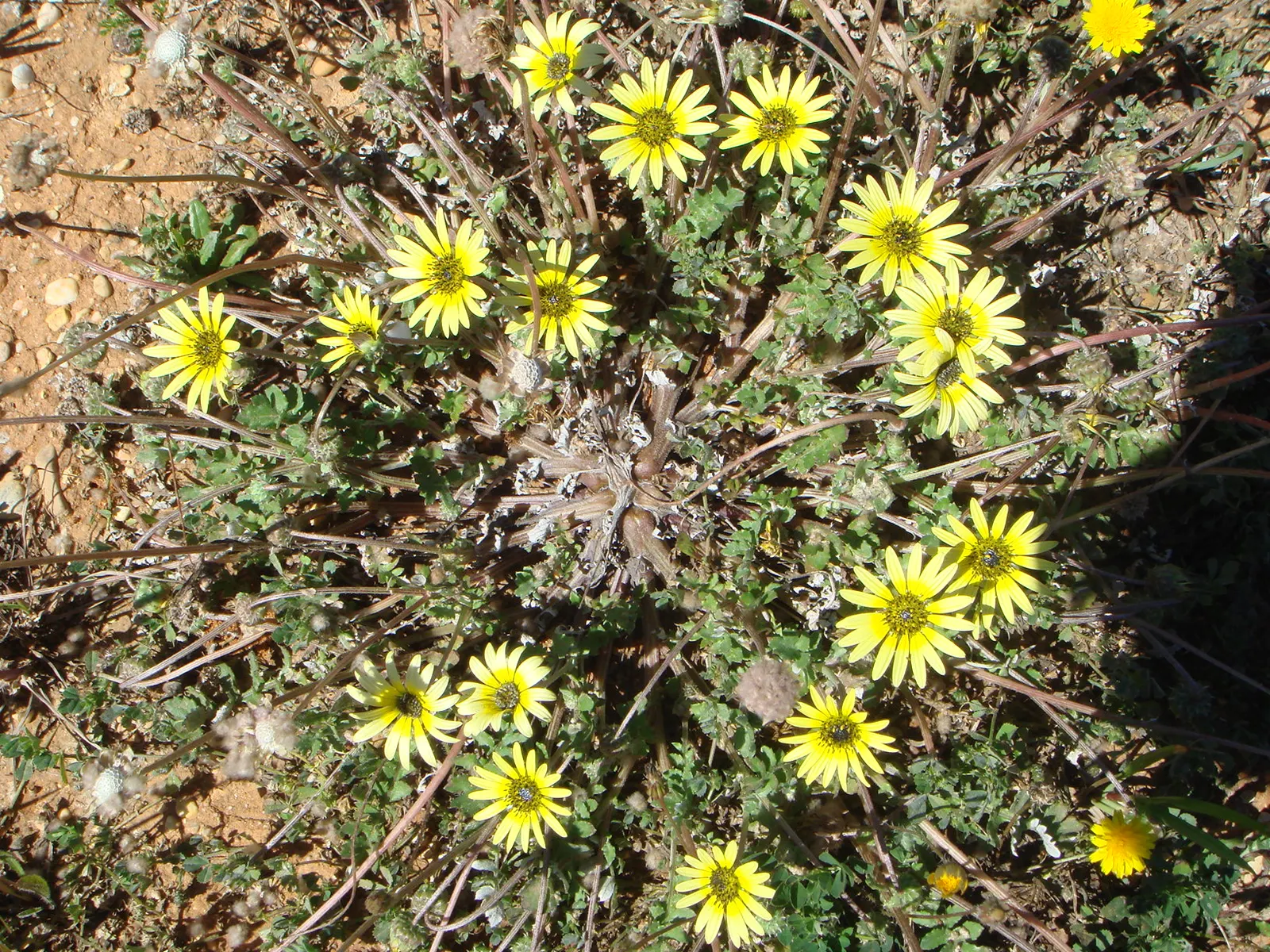 Cape Weed (Arctotheca Calendula) — button-like disc.<br><br>Cape Weed typically reaches a modest height of about 6 inches; with a slightly leathery, image 98