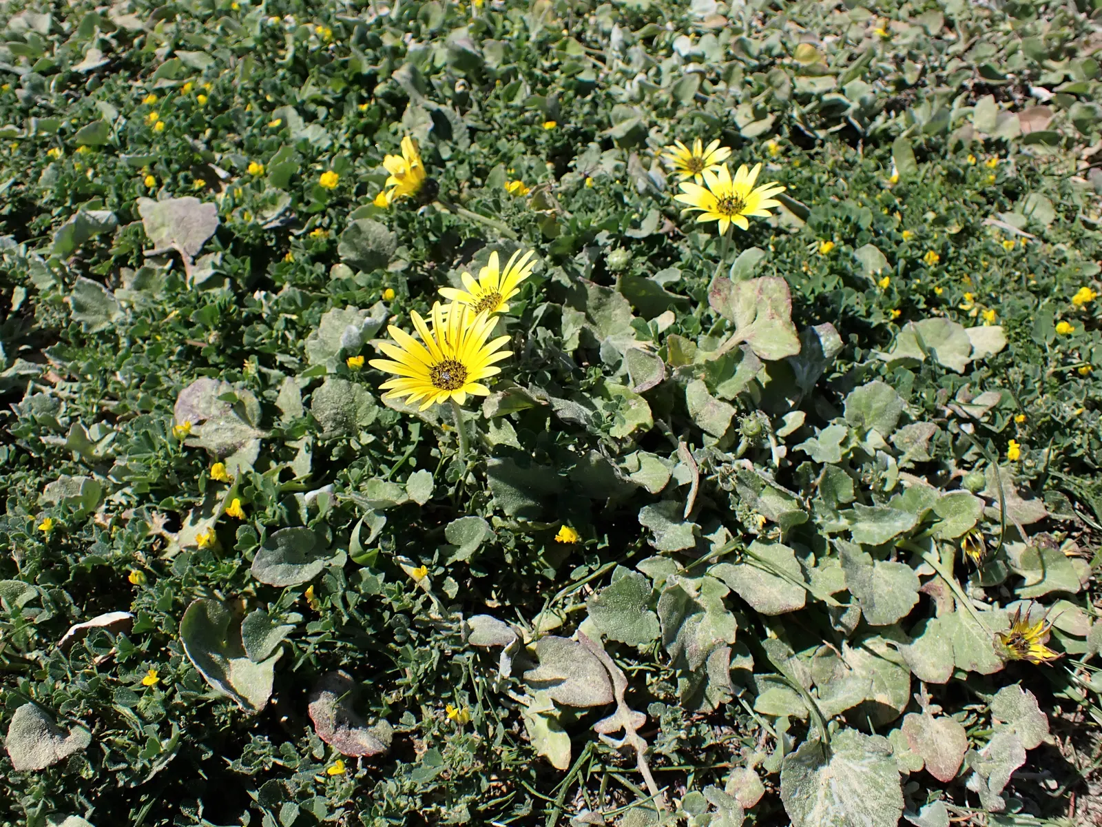Cape Weed (Arctotheca Calendula) — is an herbaceous perennial that hails from South Africa but has naturalized in various parts of the world; the leaves are