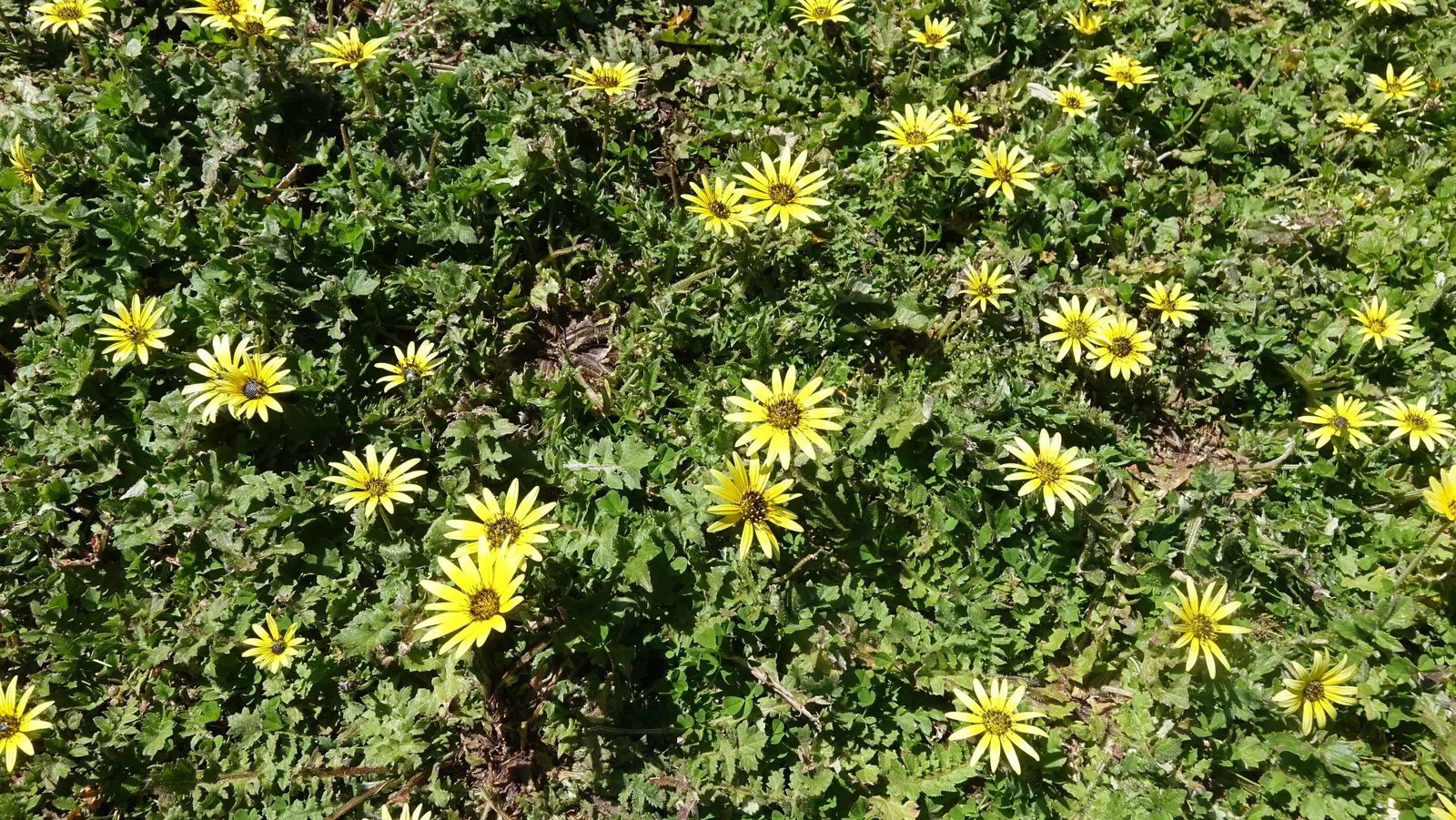 Cape Weed (Arctotheca Calendula) — although it does best in well-drained soil.<br><br>Its foliage is unique