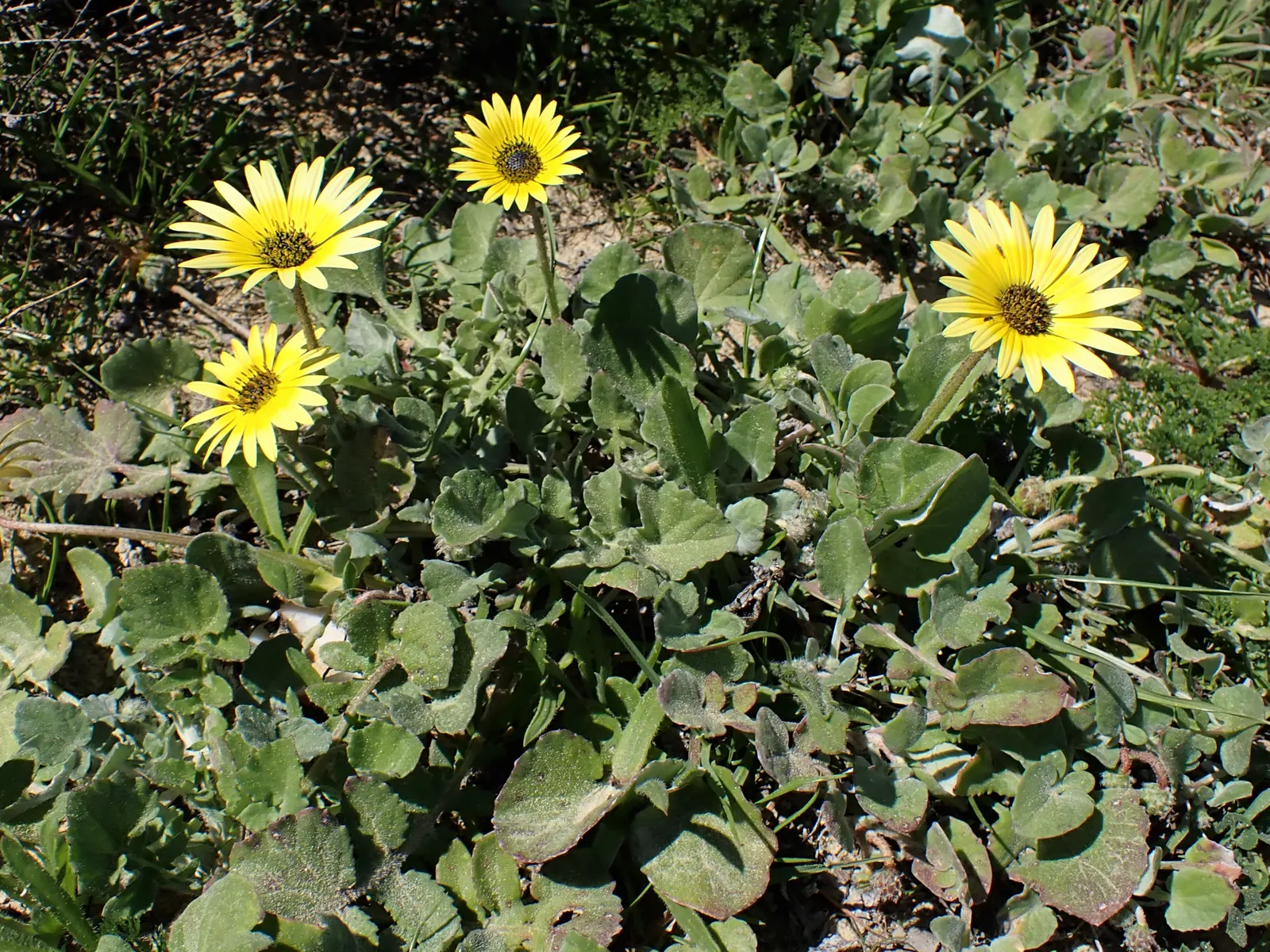 Cape Weed (Arctotheca Calendula) — The leaves are deeply lobed; ground cover for full or half, image 75