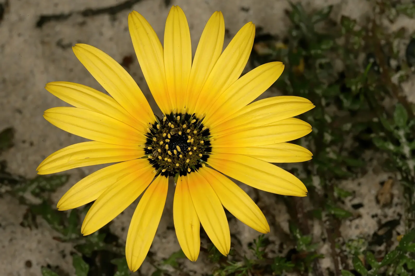 Cape Weed (Arctotheca Calendula) — Its adaptability makes it suitable for erosion control and coastal landscapes; this South African native thrives in USDA
