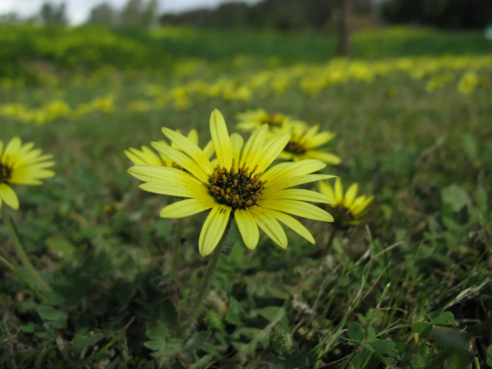 Cape Weed (Arctotheca Calendula) — preferring full sun to partial shade and well-draining soils; arctotheca calendula is considered invasive