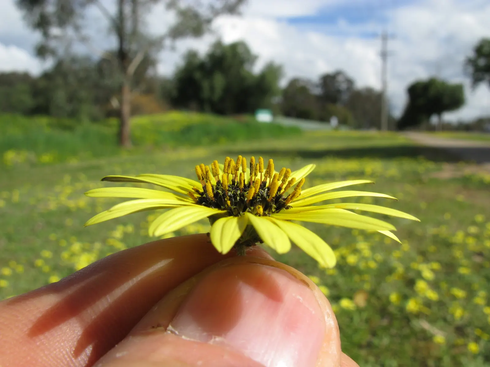 Cape Weed (Arctotheca Calendula) — ground cover with yellow blooms; which contributes to the Cape Weed's dense, image 86