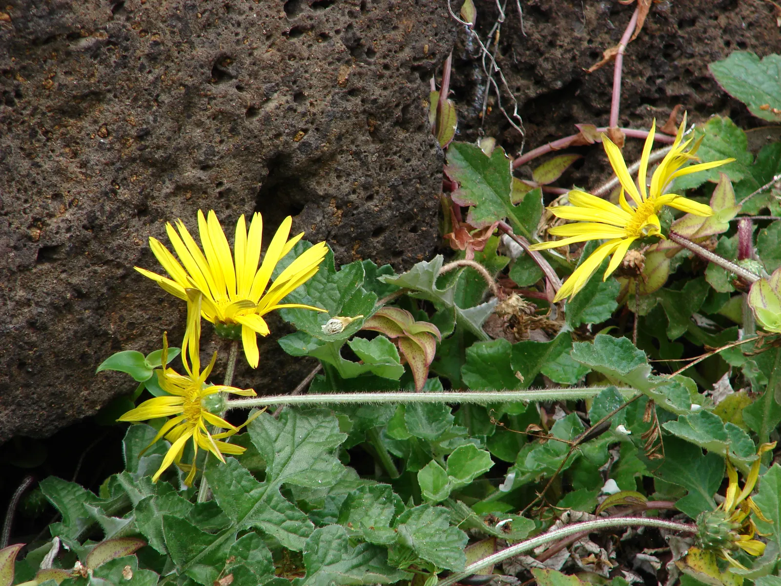 Cape Weed (Arctotheca Calendula) — It thrives in USDA hardiness zones 9 to 11 and prefers full sun but can tolerate partial shade; commonly known, image 71