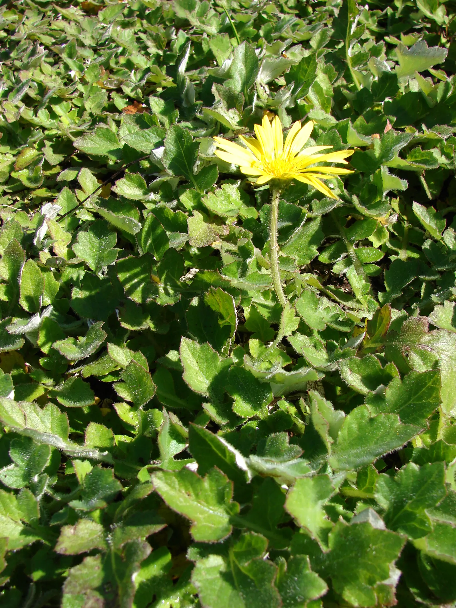 Cape Weed (Arctotheca Calendula) — adding a persistent splash of color to landscapes; low-lying perennial with a spread of up to 6 feet, image 67