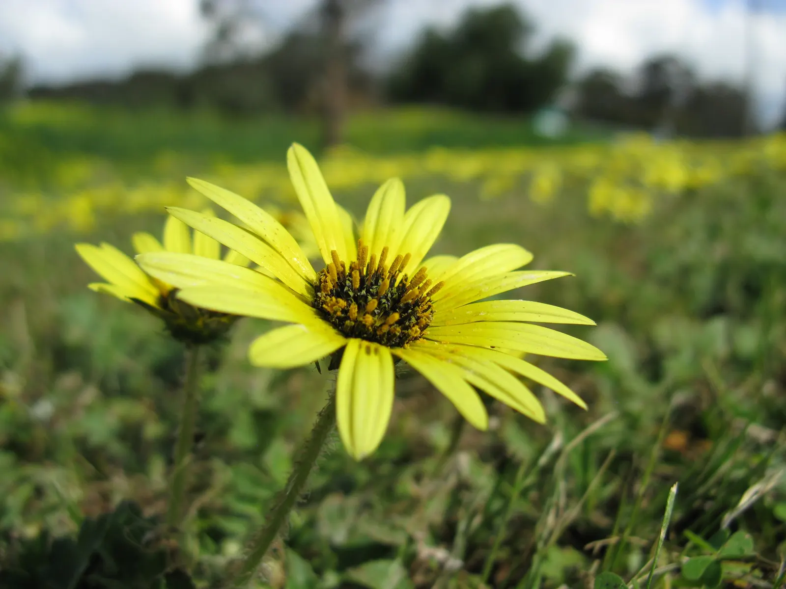 Cape Weed (Arctotheca Calendula) — as it handles salt spray effectively; it thrives in USDA hardiness zones 9 to 11 and prefers full sun but can tolerate