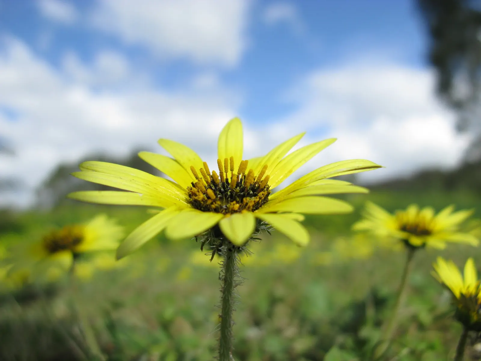 Cape Weed (Arctotheca Calendula) — The leaves are deeply lobed