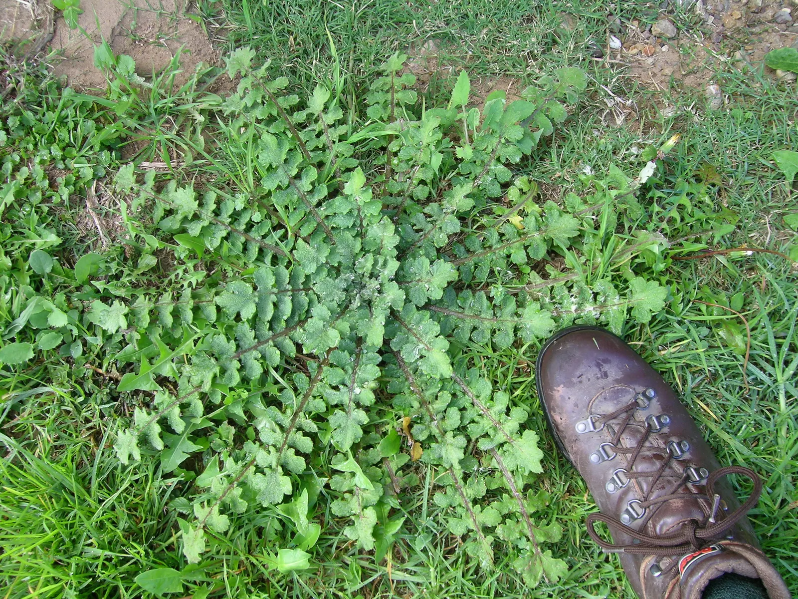 Cape Weed (Arctotheca Calendula) — although it does best in well-drained soil.<br><br>Its foliage is unique, image 73