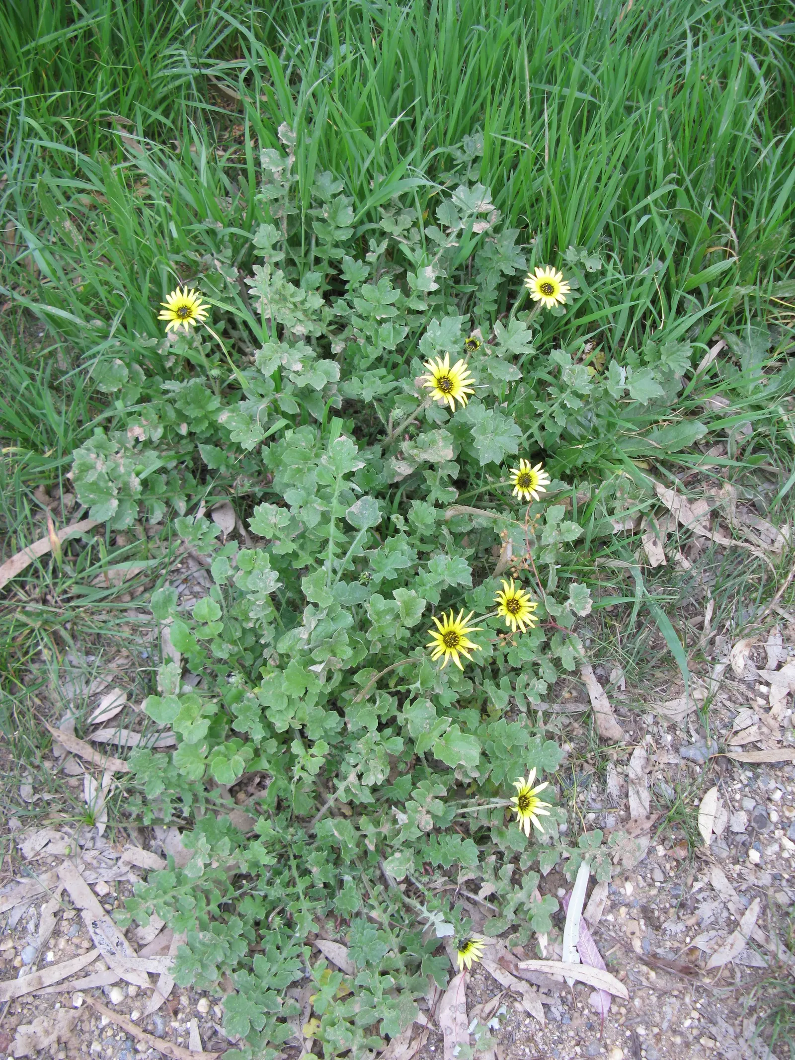 Cape Weed (Arctotheca Calendula) — This South African native thrives in USDA zones 9-11