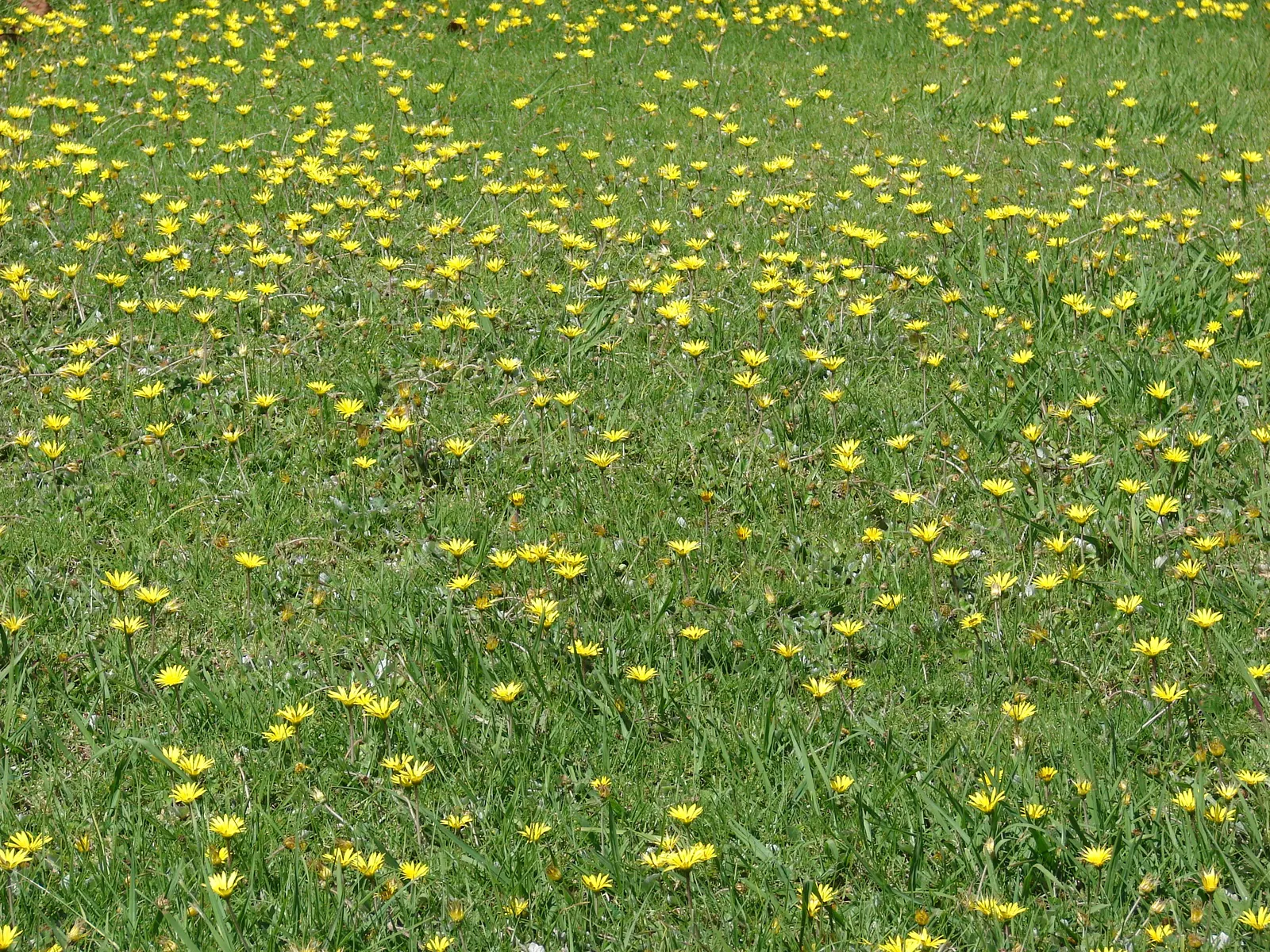 Cape Weed (Arctotheca Calendula) — ground cover for full or half; so it's important to manage its spread through regular maintenance and to consult, image 87