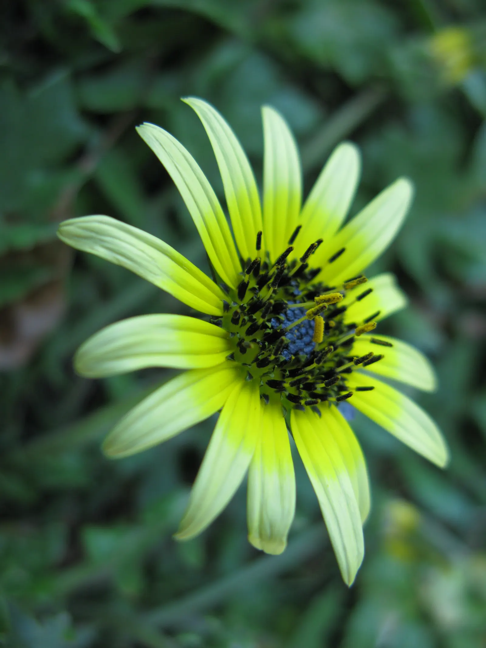 Cape Weed (Arctotheca Calendula) — These daisy-like blooms span approximately 2 to 3 inches across and are centered with a dark; adding a, image 97