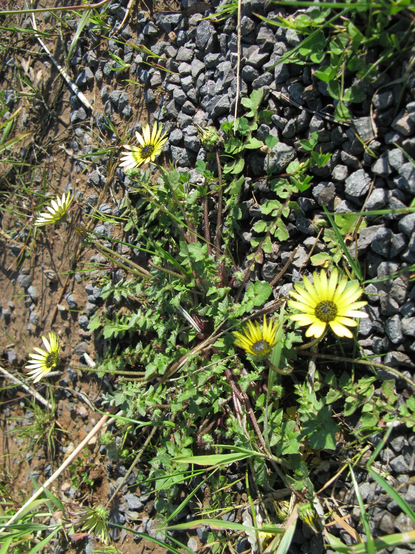 Cape Weed (Arctotheca Calendula) — This South African native thrives in USDA zones 9-11; reaching lengths of 4 to 6 inches, image 90