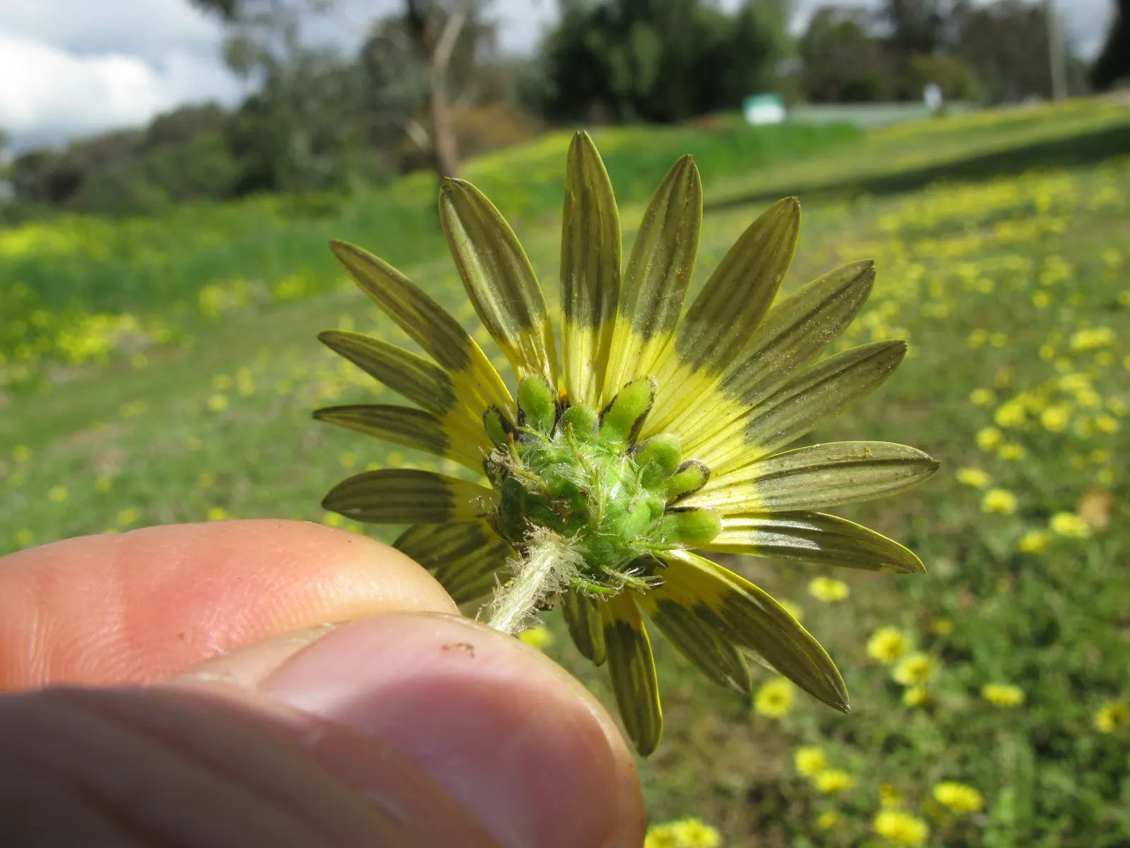 Cape Weed (Arctotheca Calendula) — ground cover for full or half; so it's important to manage its spread through regular maintenance and to consult local