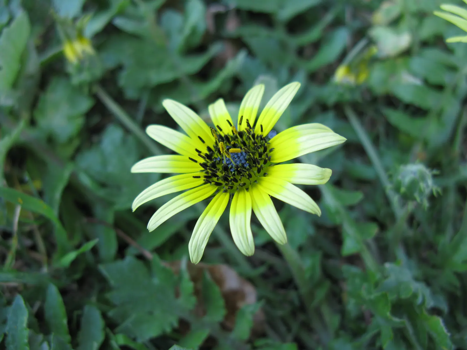 Cape Weed (Arctotheca Calendula) — The plant's resilience is notable - it handles drought conditions well and can manage in various soil types