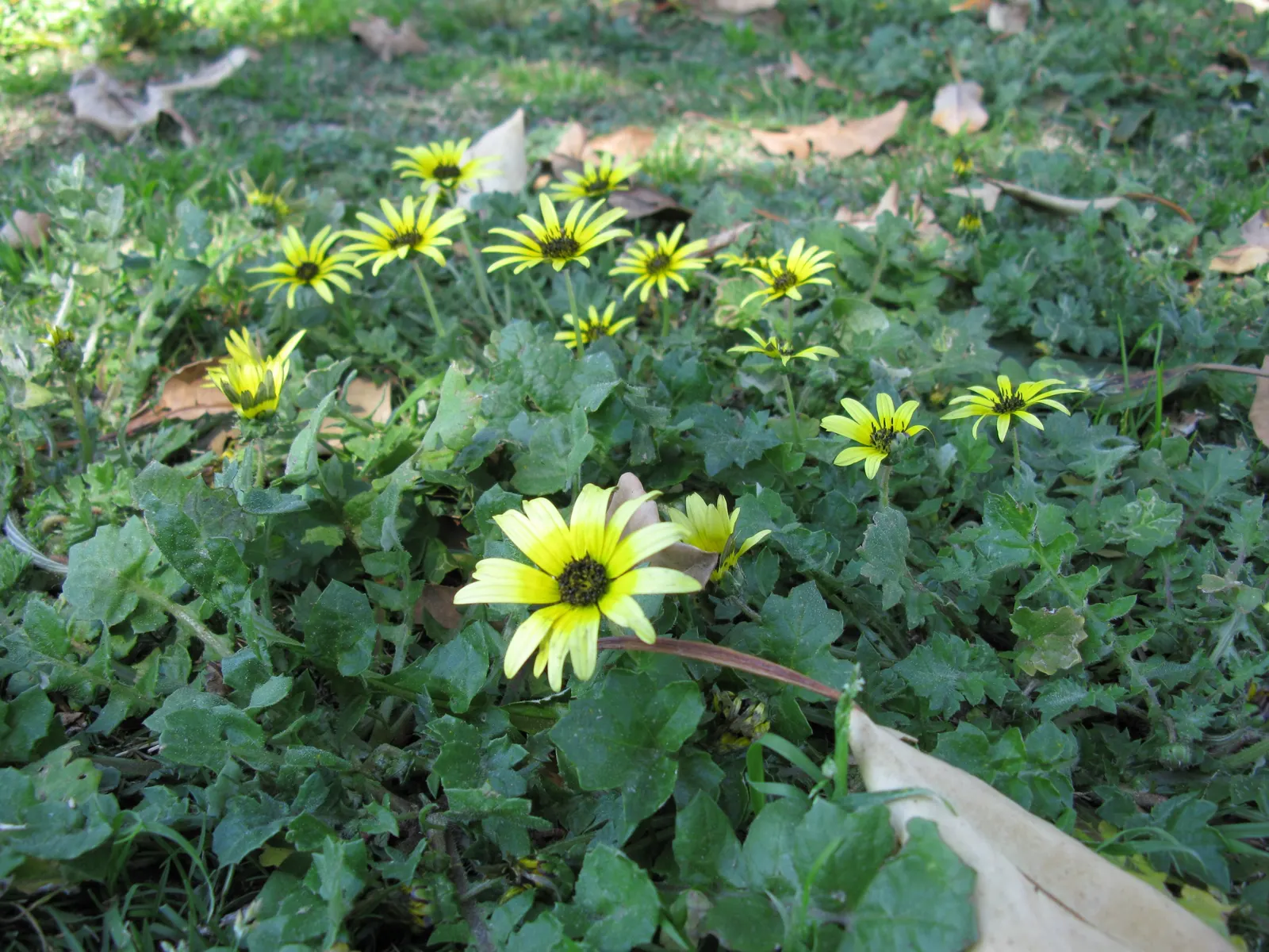 Cape Weed (Arctotheca Calendula) — with a spread that can extend to 2 feet; as it handles salt spray effectively, image 99