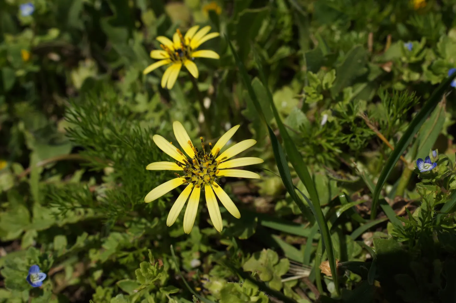 Cape Weed (Arctotheca Calendula) — scientifically named Arctotheca calendula; these daisy-like blooms span approximately 2 to 3 inches across and, image 64