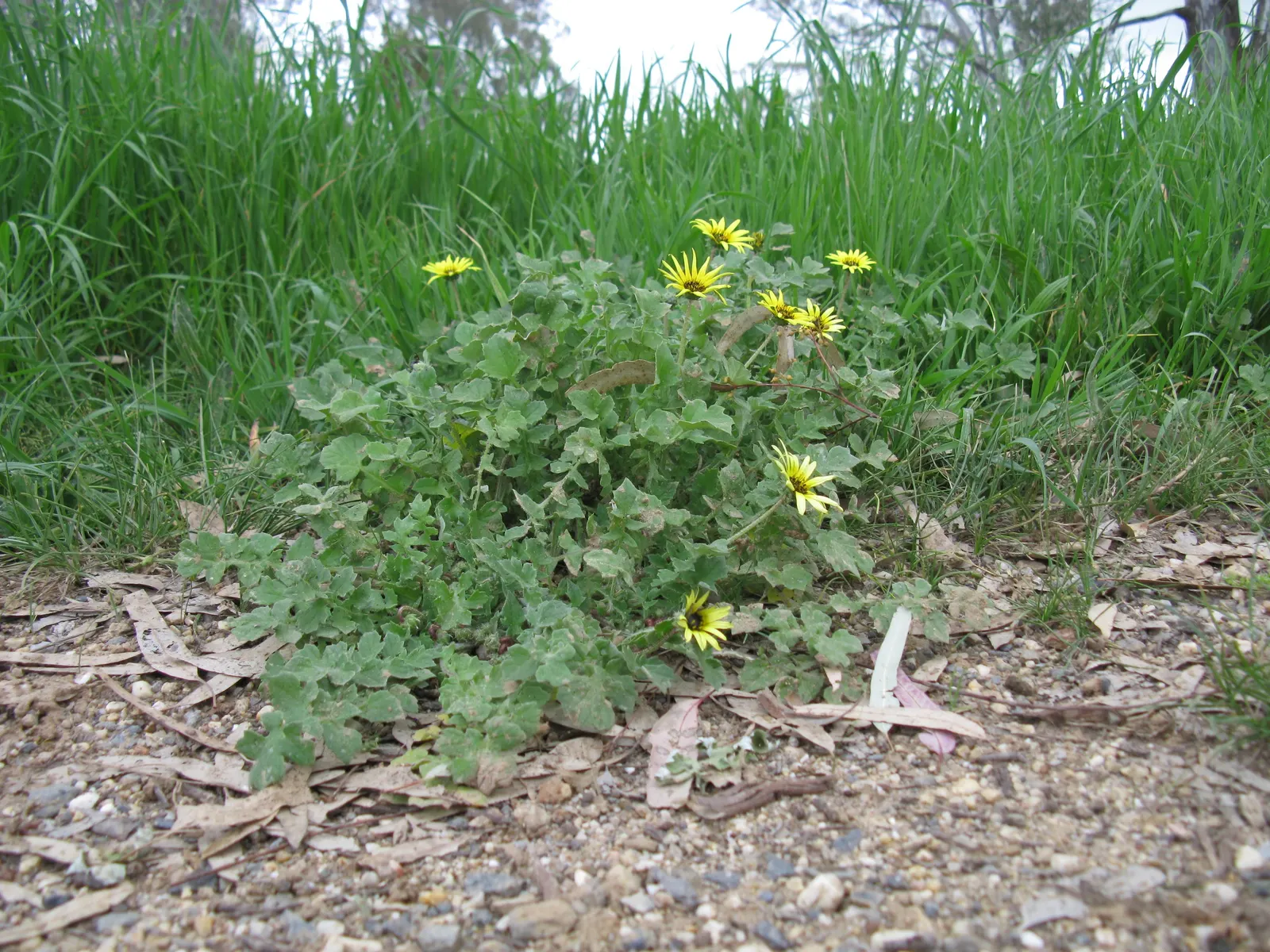 Cape Weed (Arctotheca Calendula) — scientifically named Arctotheca calendula