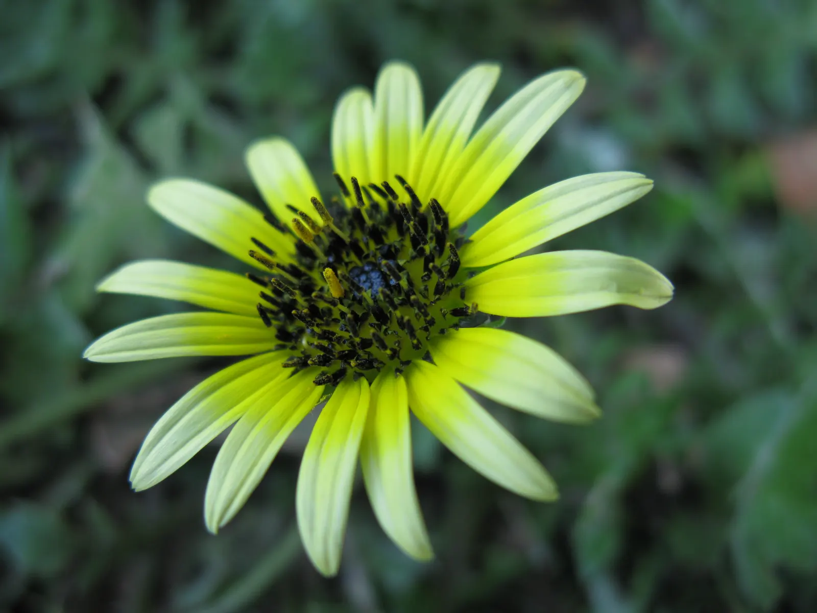 Cape Weed (Arctotheca Calendula) — ground cover with yellow blooms