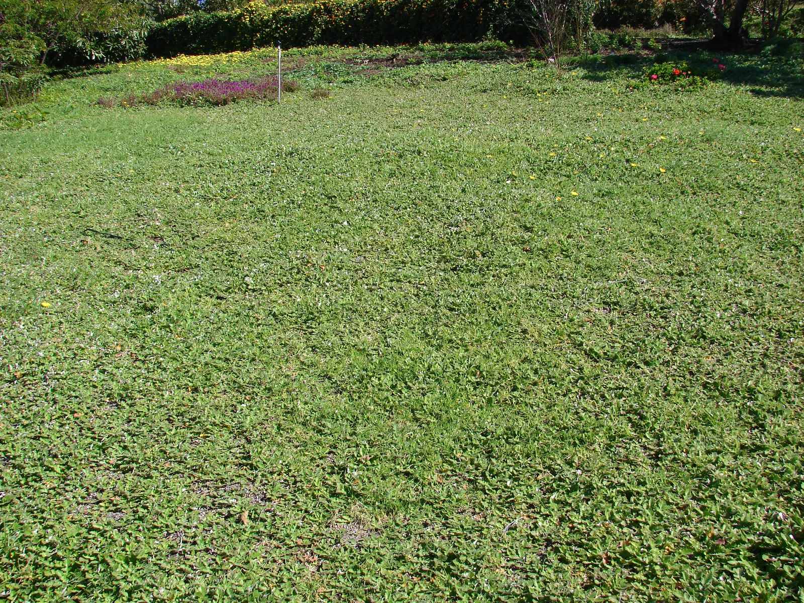 Cape Weed (Arctotheca Calendula) — or as a filler in coastal settings; scientifically named Arctotheca calendula, image 80