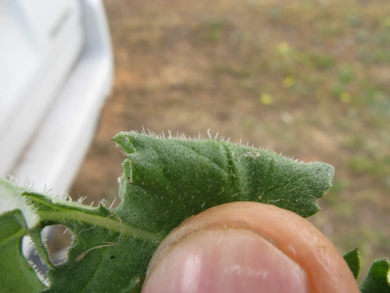 Cape Weed (Arctotheca Calendula) — mat-forming characteristic.<br><br>When incorporating Cape Weed into landscape design
