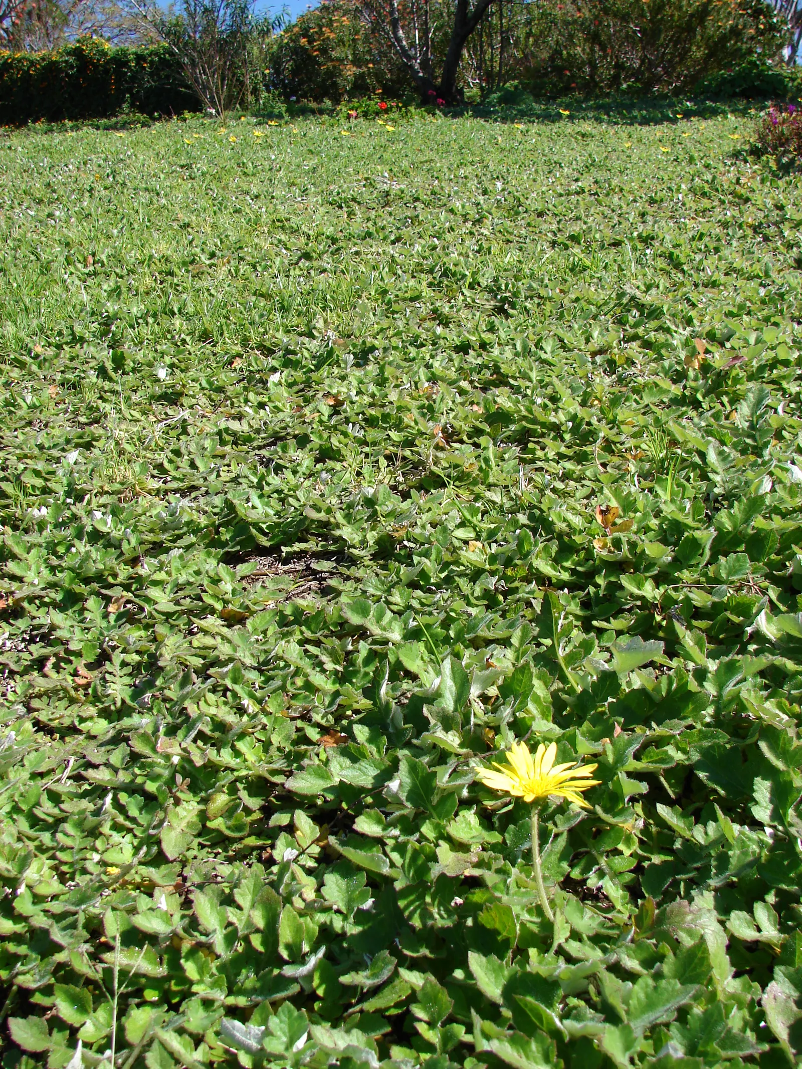 Cape Weed (Arctotheca Calendula) — with a slightly leathery texture and silvery-green hue; or as a filler in coastal settings, image 74