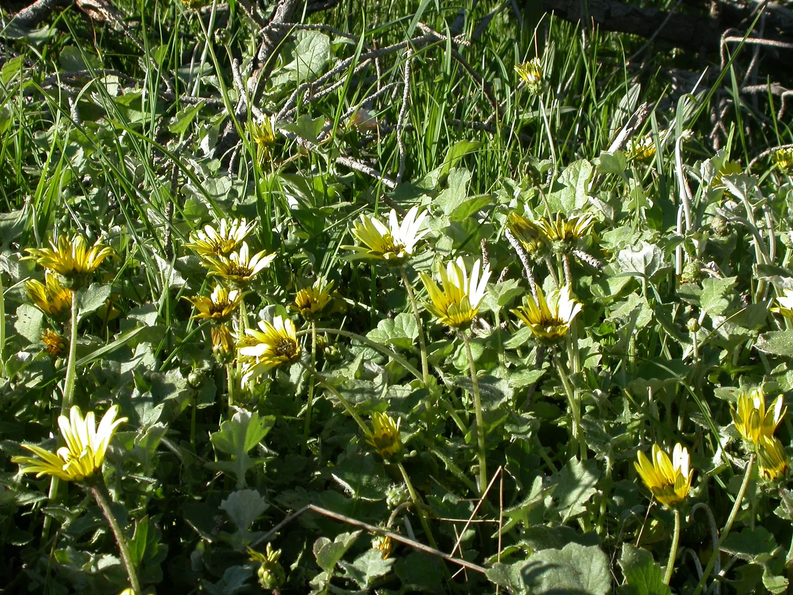 Cape Weed (Arctotheca Calendula) — This South African native thrives in USDA zones 9-11; reaching lengths of 4 to 6 inches, image 61