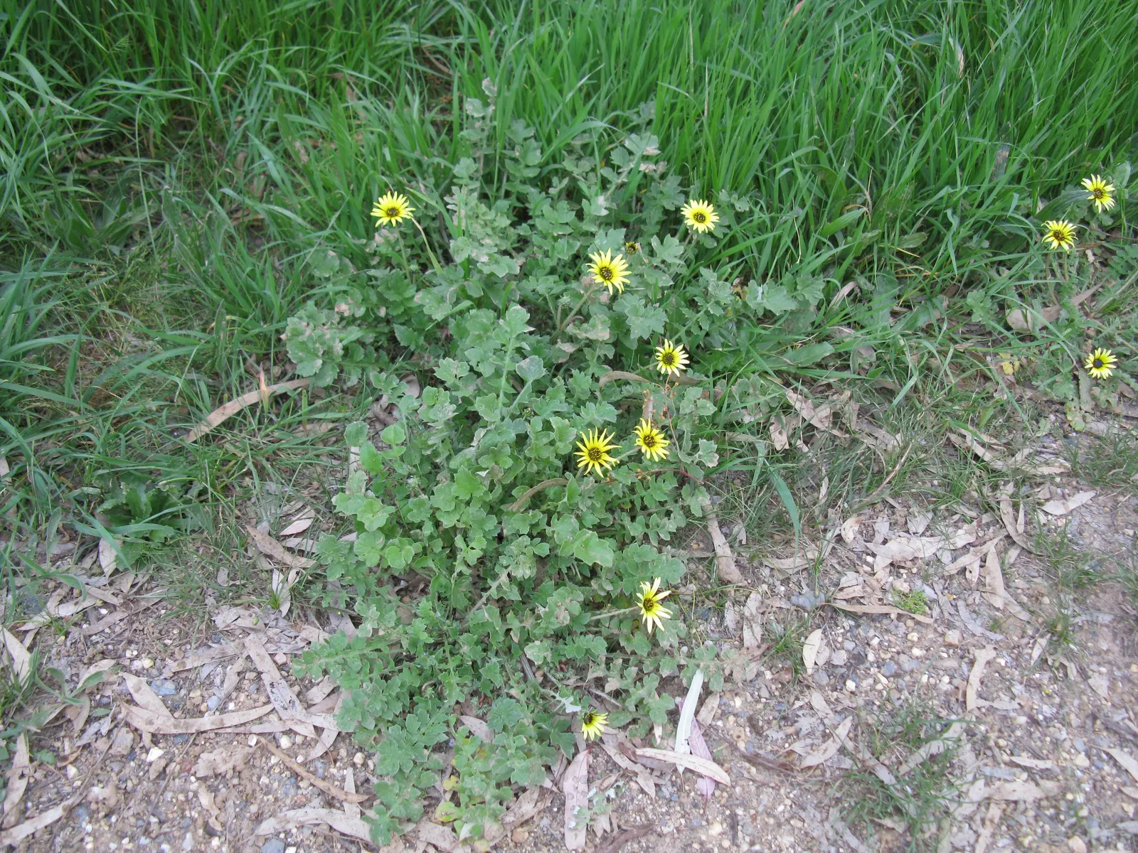Cape Weed (Arctotheca Calendula) — button-like disc.<br><br>Cape Weed typically reaches a modest height of about 6 inches
