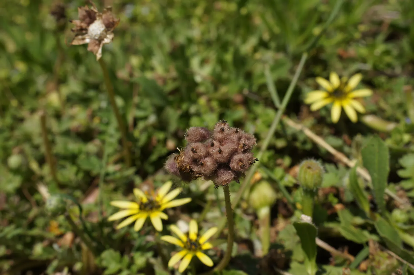 Cape Weed (Arctotheca Calendula) — with a slightly leathery texture and silvery-green hue; or as a filler in coastal settings