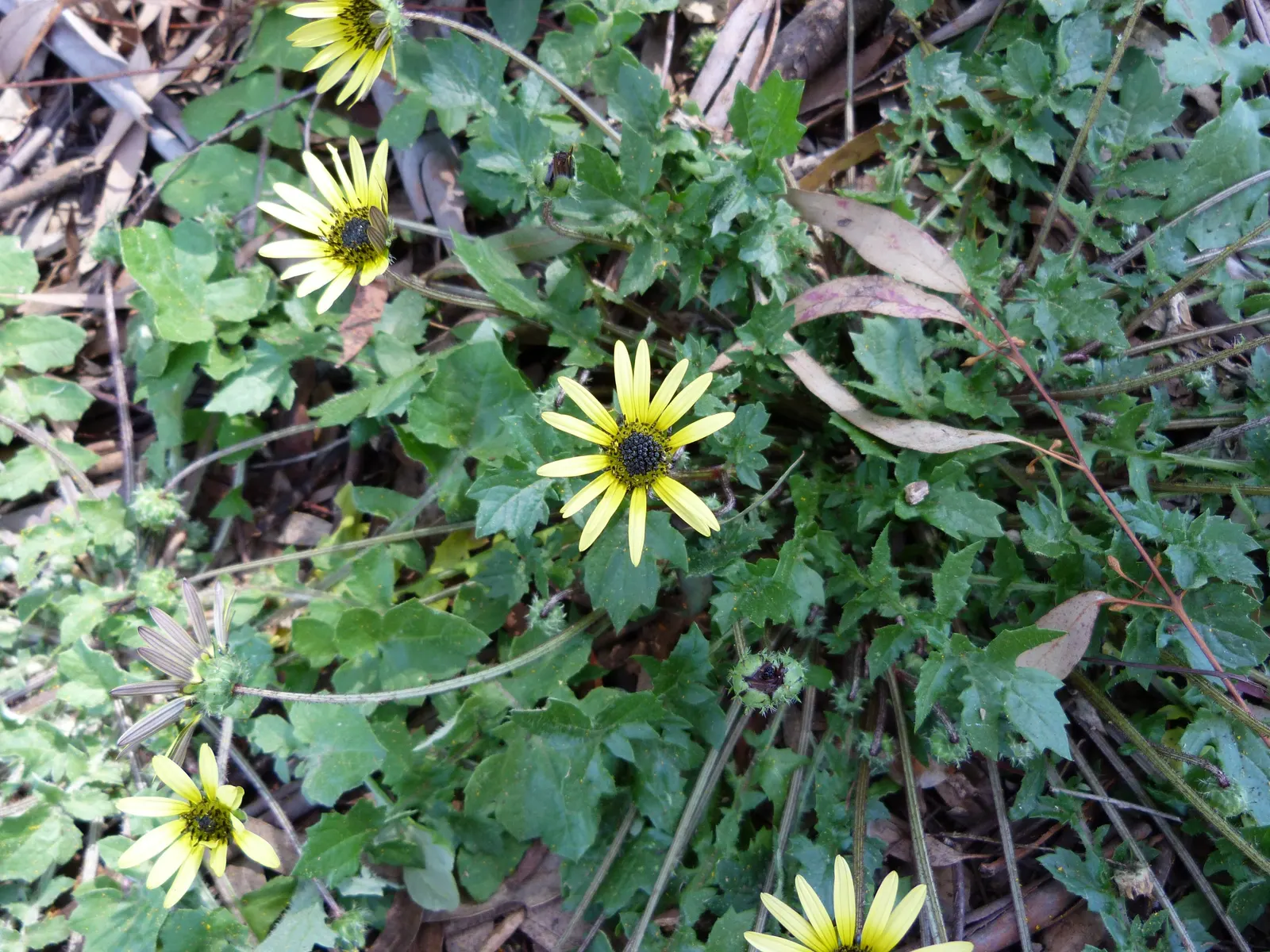Cape Weed (Arctotheca Calendula) — button-like disc.<br><br>Cape Weed typically reaches a modest height of about 6 inches; with a slightly leathery, image 69