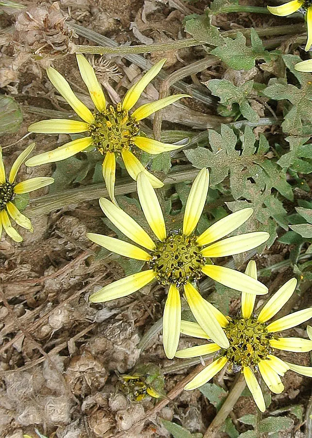 Cape Weed (Arctotheca Calendula) — or as a filler in coastal settings; scientifically named Arctotheca calendula