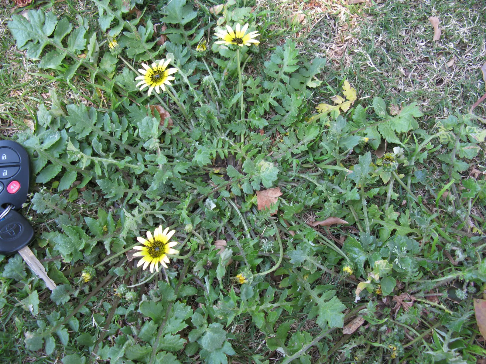Cape Weed (Arctotheca Calendula) — Keep in mind that in some regions; mat-forming characteristic.<br><br>When incorporating Cape Weed into landscape design