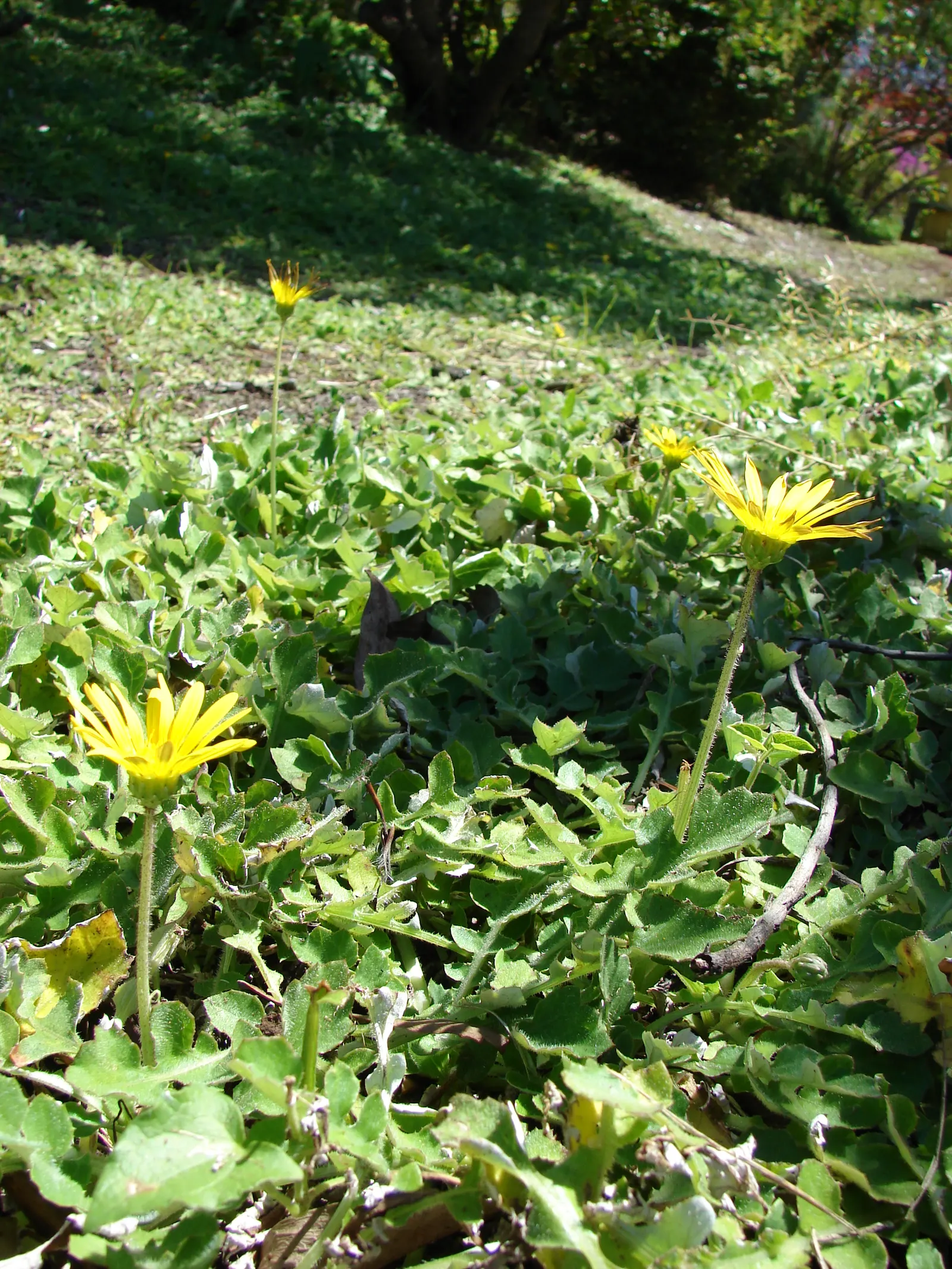 Cape Weed (Arctotheca Calendula) — preferring full sun to partial shade and well-draining soils; arctotheca calendula is considered invasive, image 91