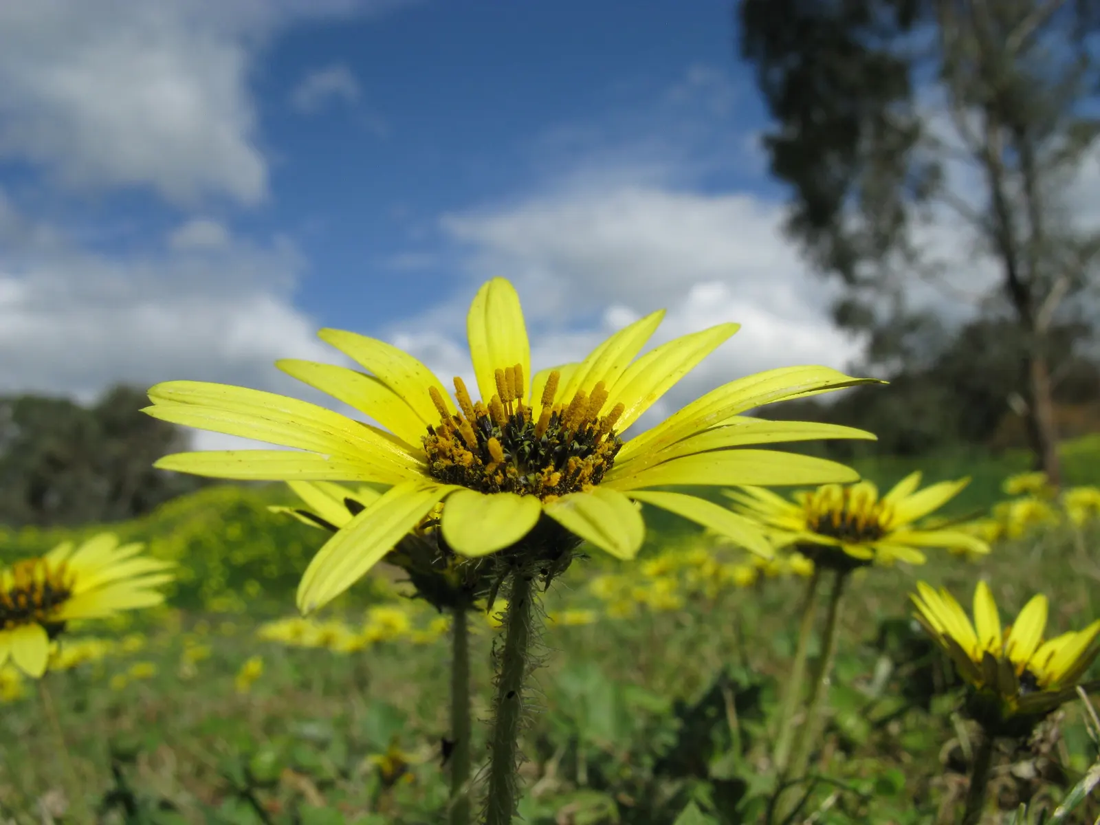 Cape Weed (Arctotheca Calendula) — mat-forming characteristic.<br><br>When incorporating Cape Weed into landscape design; it's ideal as a, image 78