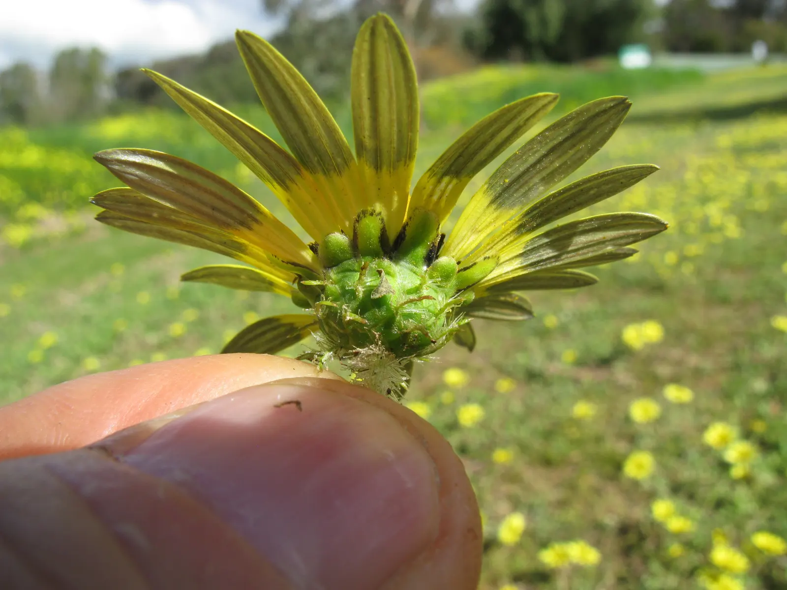Cape Weed (Arctotheca Calendula) — adding a persistent splash of color to landscapes; low-lying perennial with a spread of up to 6 feet, image 96