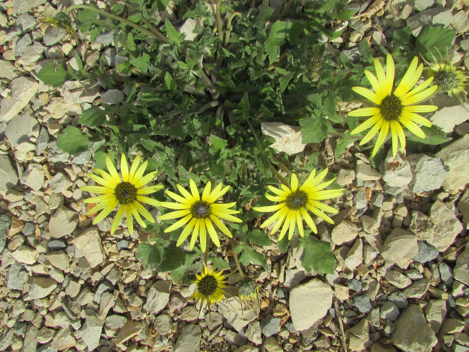 Cape Weed (Arctotheca Calendula) — button-like disc.<br><br>Cape Weed typically reaches a modest height of about 6 inches; with a slightly leathery texture and