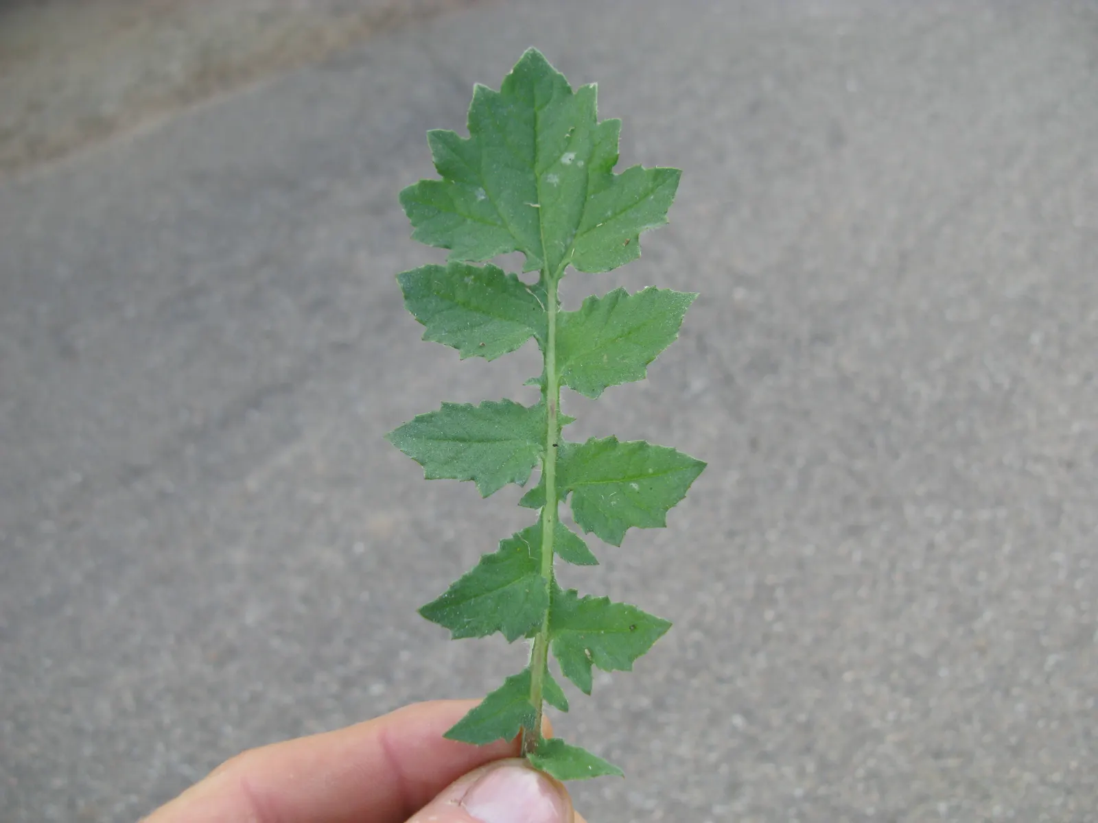 Cape Weed (Arctotheca Calendula) — with a spread that can extend to 2 feet; as it handles salt spray effectively