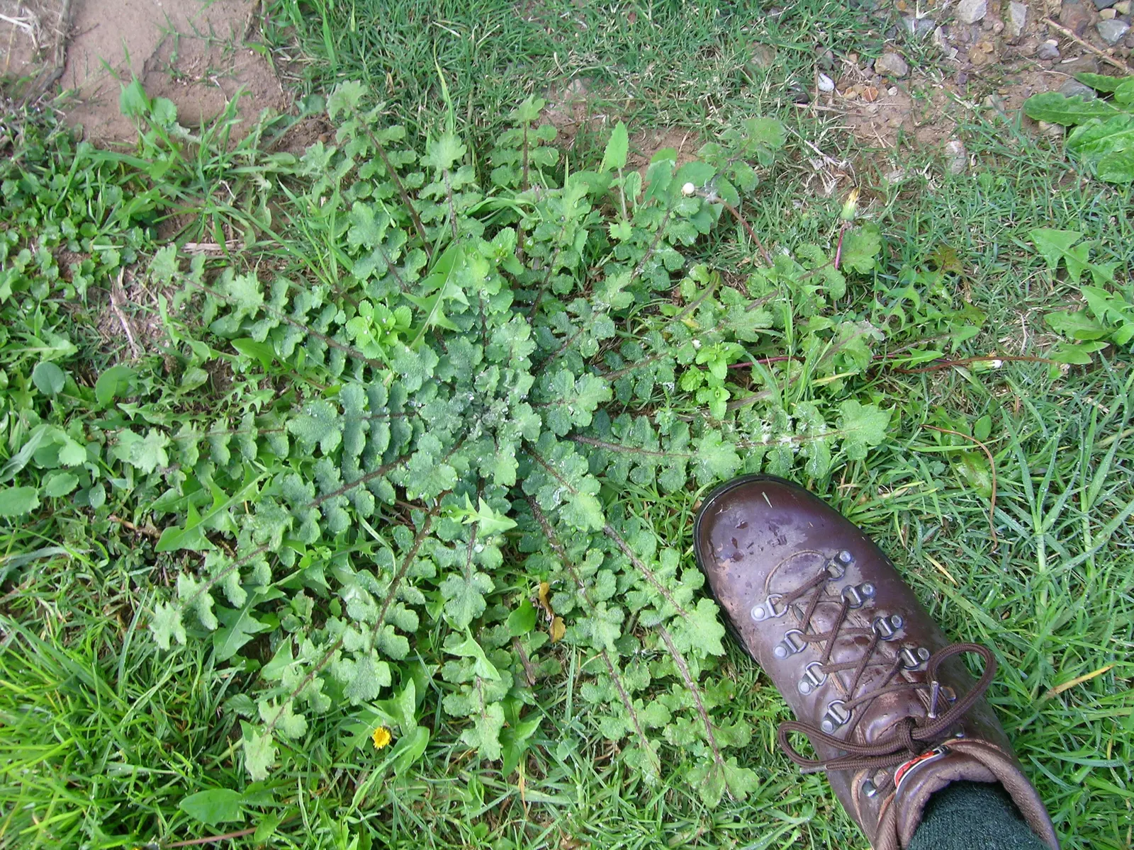 Cape Weed (Arctotheca Calendula) — ground cover for full or half