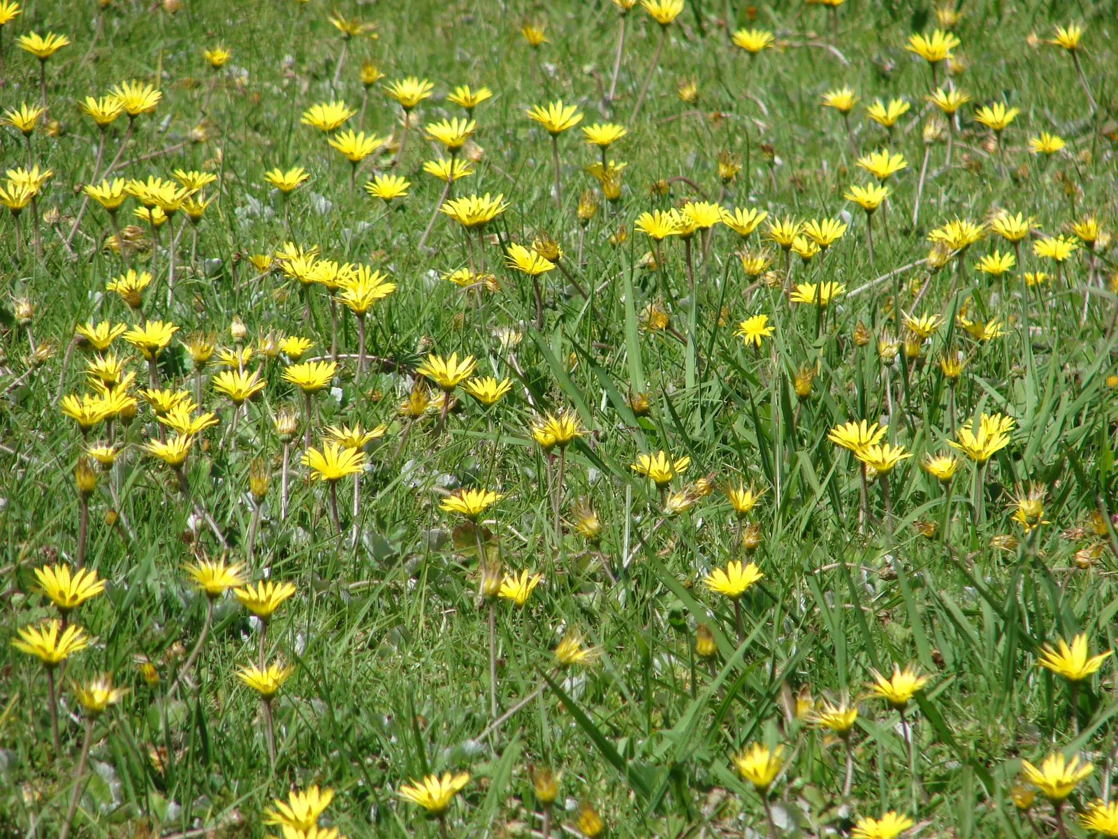 Cape Weed (Arctotheca Calendula) — Keep in mind that in some regions; mat-forming characteristic.<br><br>When incorporating Cape Weed into, image 82