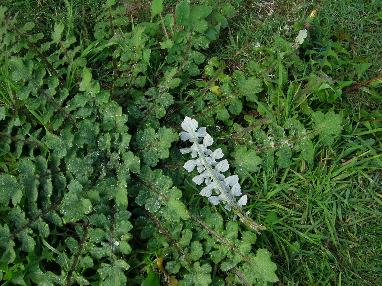 Cape Weed (Arctotheca Calendula) — low-lying perennial with a spread of up to 6 feet; button-like disc.<br><br>Cape Weed typically reaches a modest, image 89