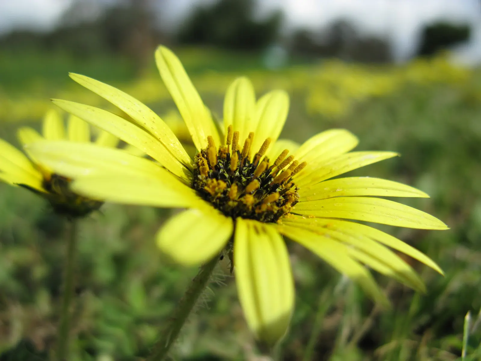 Cape Weed (Arctotheca Calendula) — scientifically named Arctotheca calendula; these daisy-like blooms span approximately 2 to 3 inches across and are centered