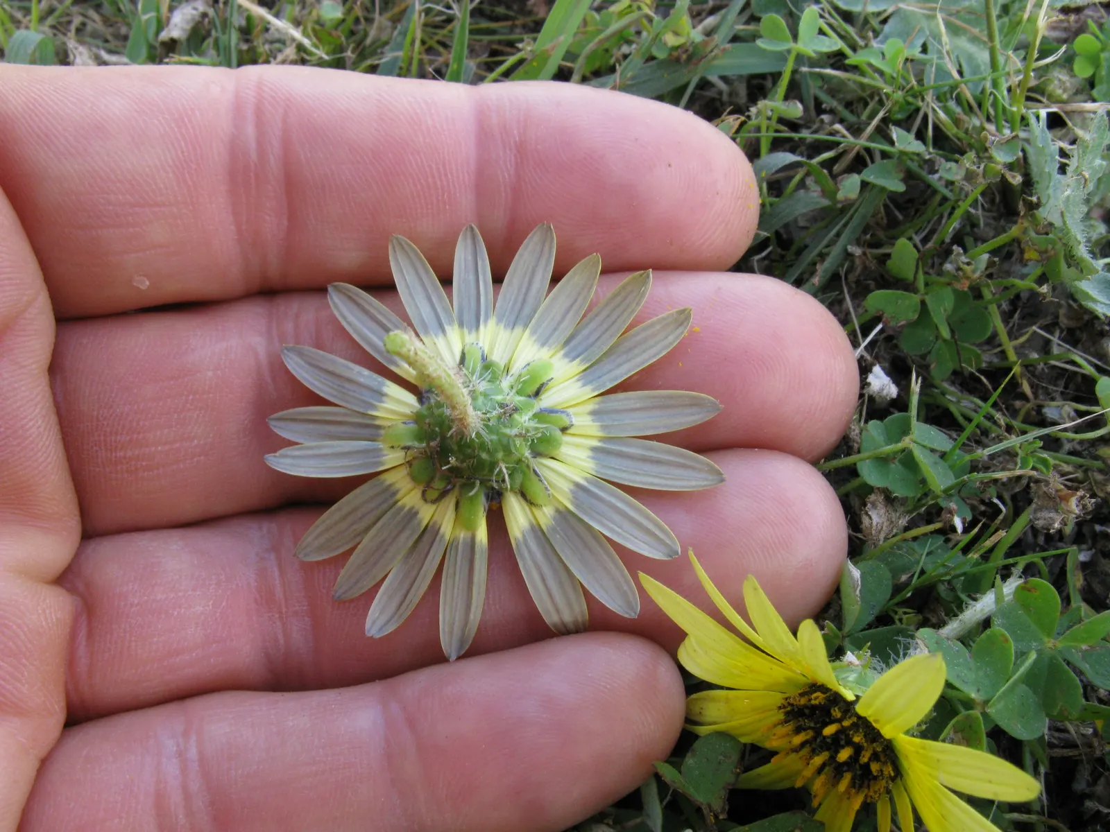 Cape Weed (Arctotheca Calendula) — The leaves are deeply lobed; ground cover for full or half