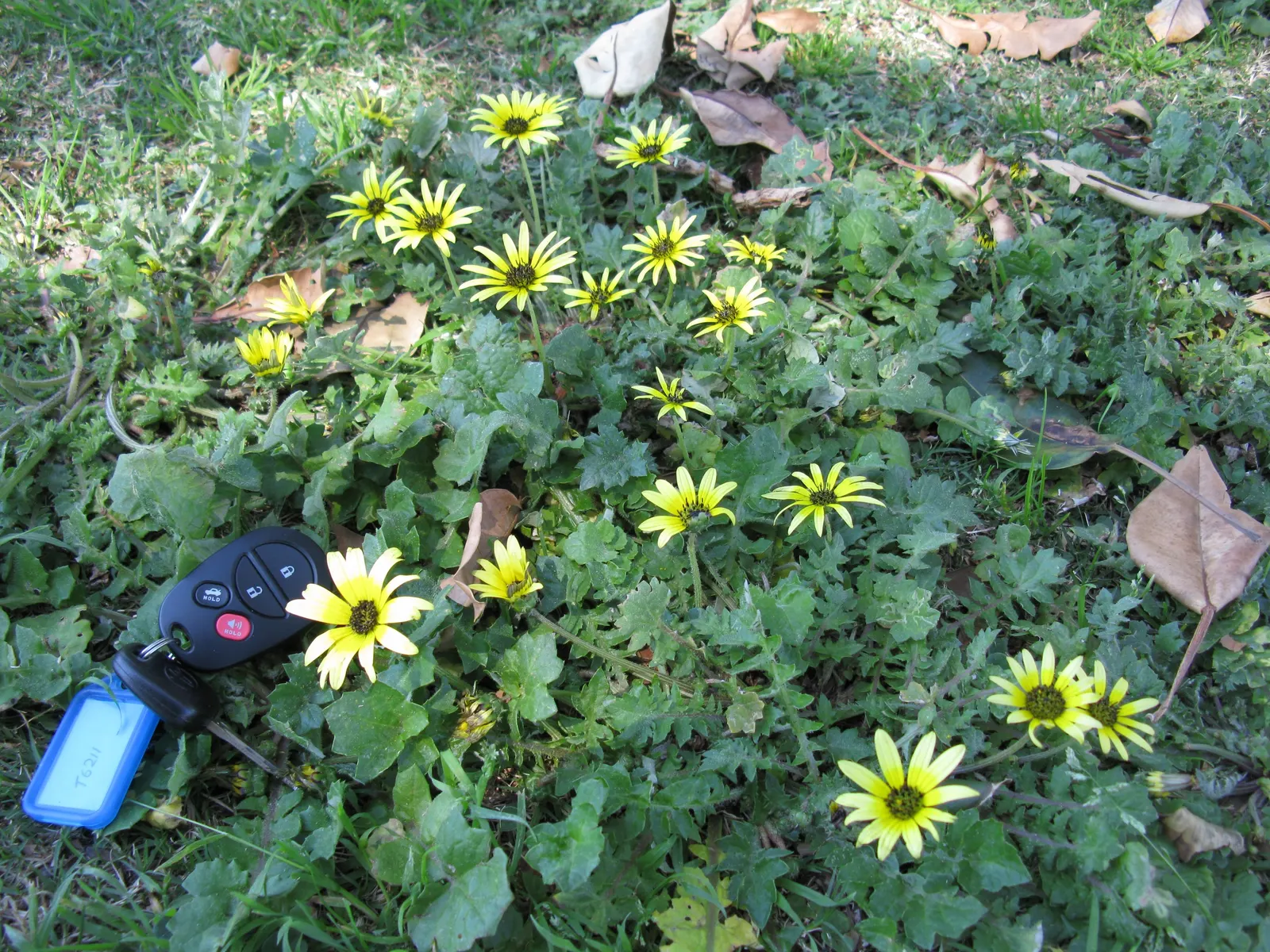 Cape Weed (Arctotheca Calendula) — yellow flowers in the garden