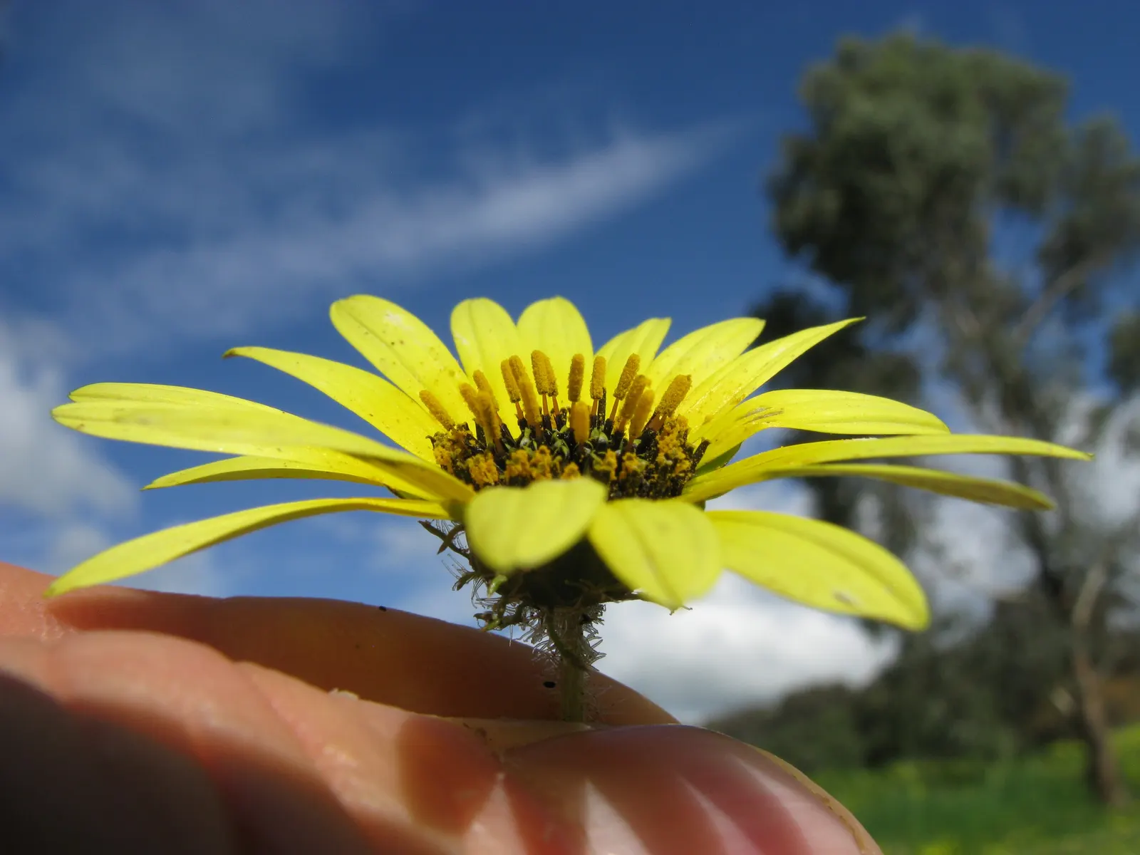 Cape Weed (Arctotheca Calendula) — is an herbaceous perennial that hails from South Africa but has naturalized in various parts of the world; the, image 65