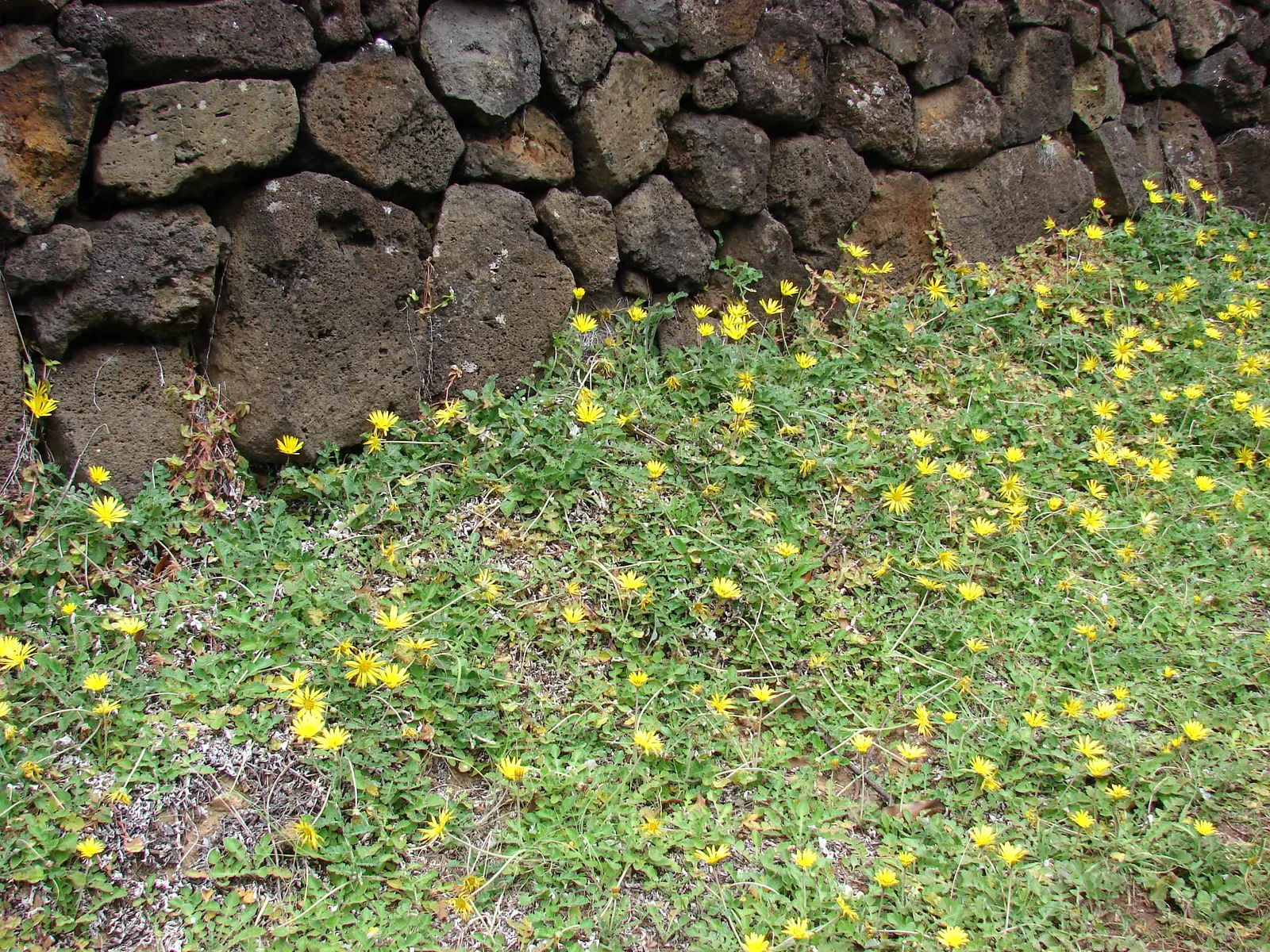Cape Weed (Arctotheca Calendula) — with a spread that can extend to 2 feet