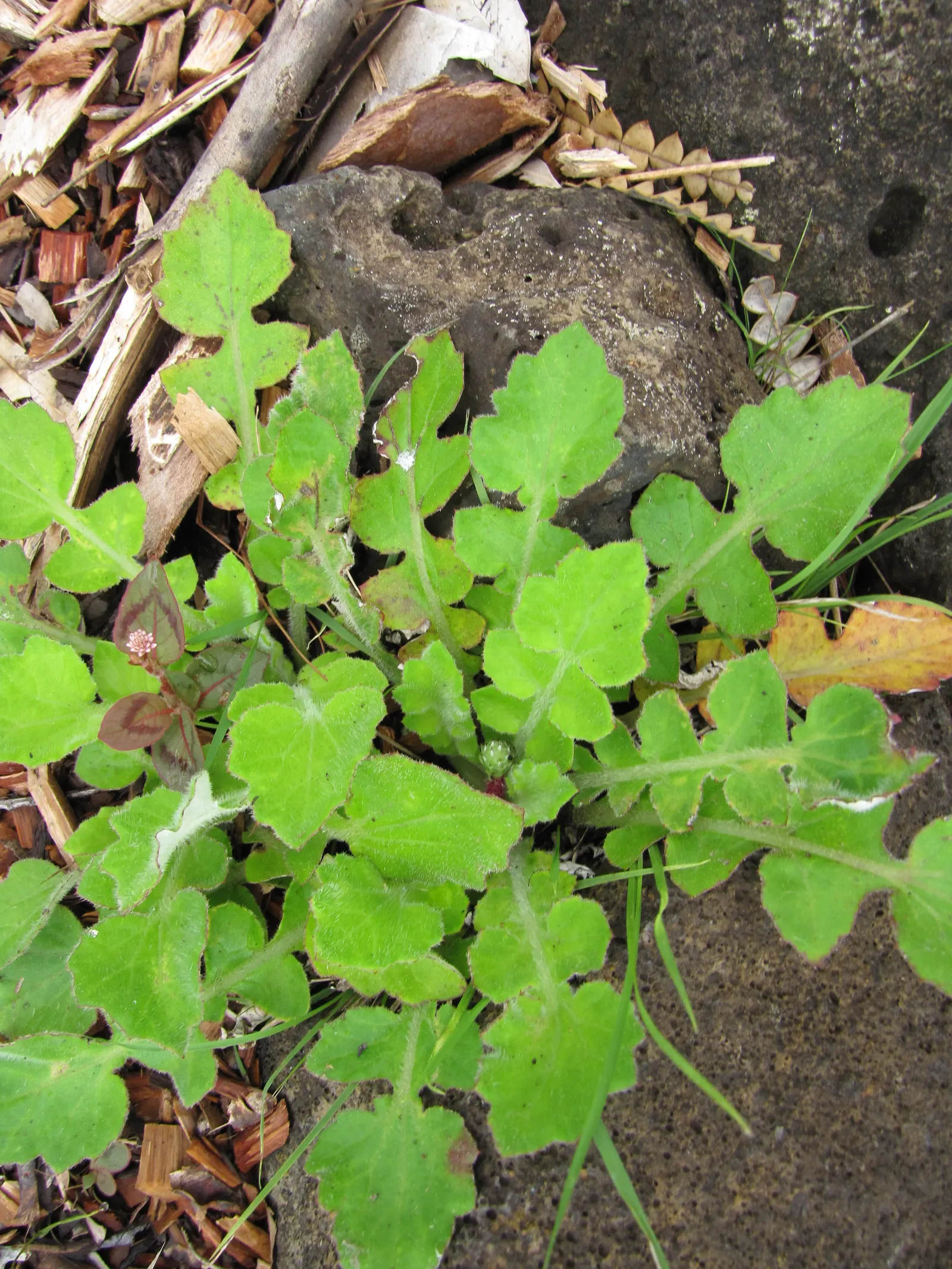 Cape Weed (Arctotheca Calendula) — low-lying perennial with a spread of up to 6 feet