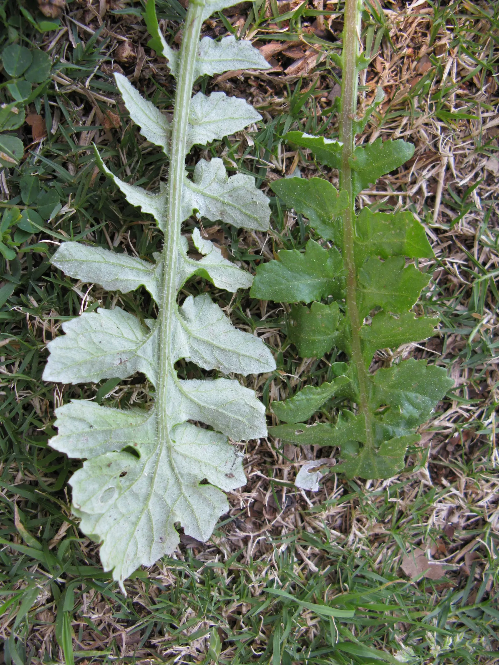 Cape Weed (Arctotheca Calendula) — preferring full sun to partial shade and well-draining soils; arctotheca calendula is considered invasive, image 62