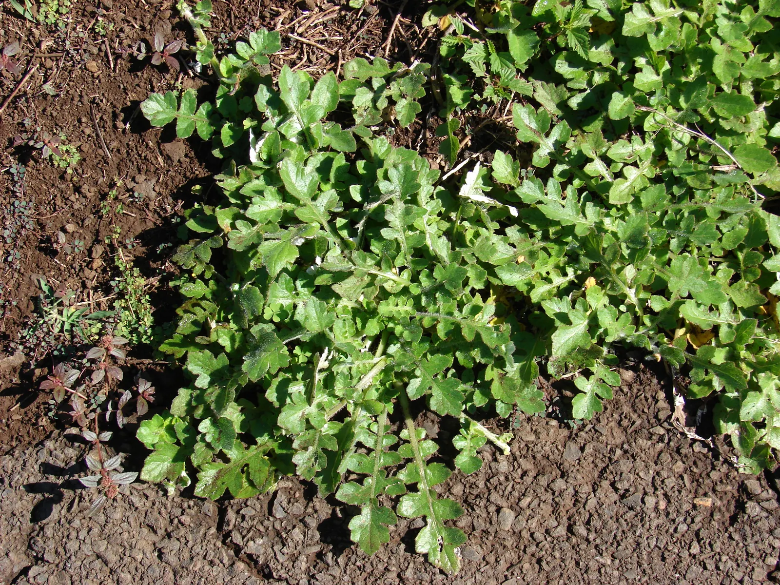 Cape Weed (Arctotheca Calendula) — Arctotheca calendula is considered invasive; yellow flowers in the garden