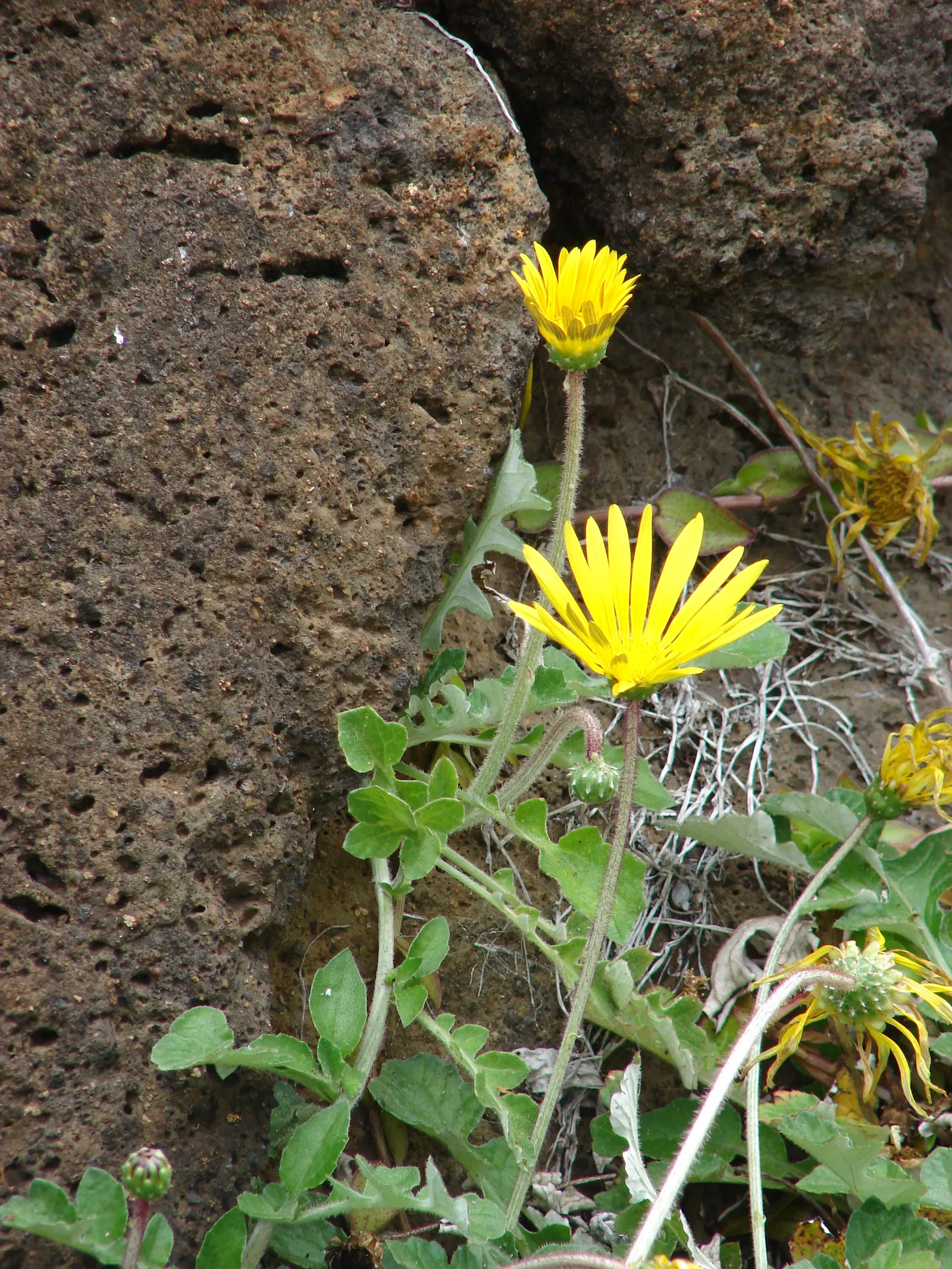 Cape Weed (Arctotheca Calendula) — which contributes to the Cape Weed's dense