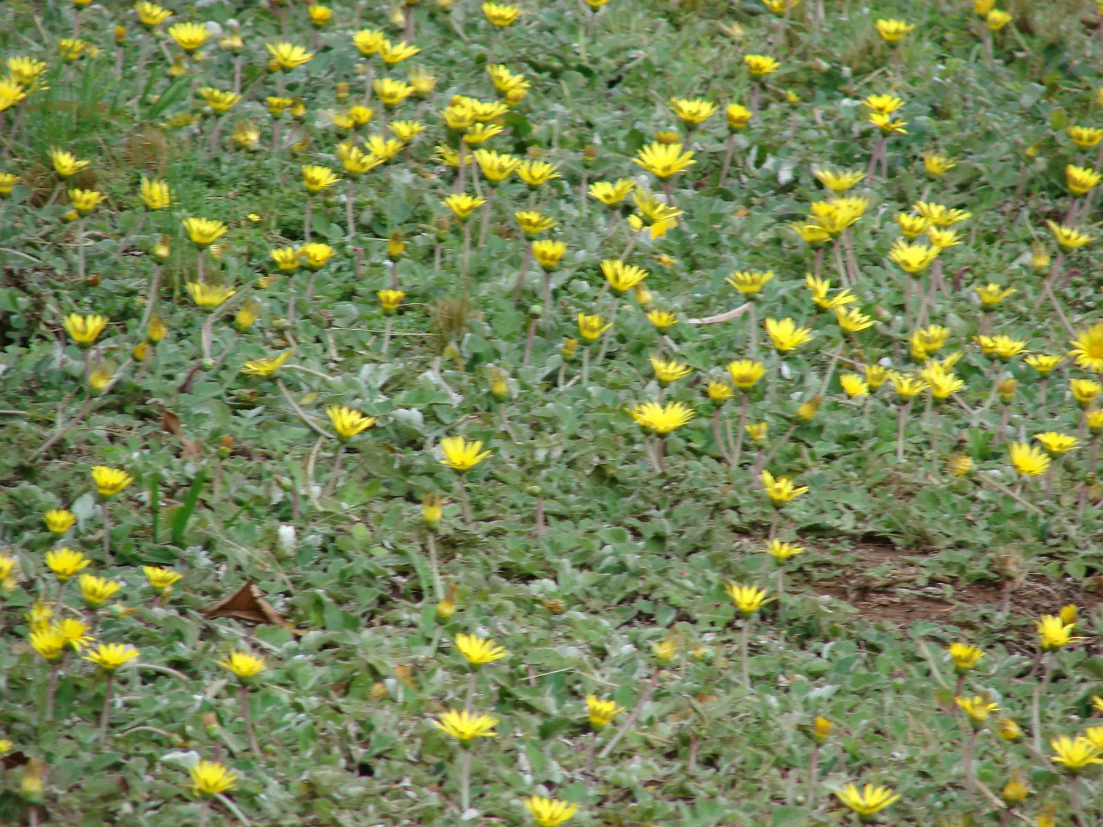 Cape Weed (Arctotheca Calendula) — is an herbaceous perennial that hails from South Africa but has naturalized in various parts of the world